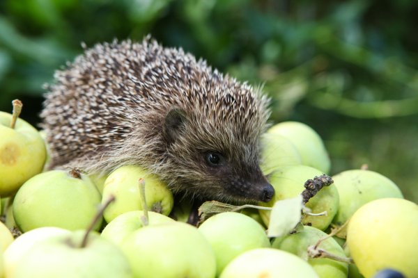 Летний Ёжик