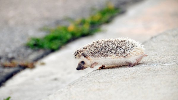 Африканский карликовый Ежик