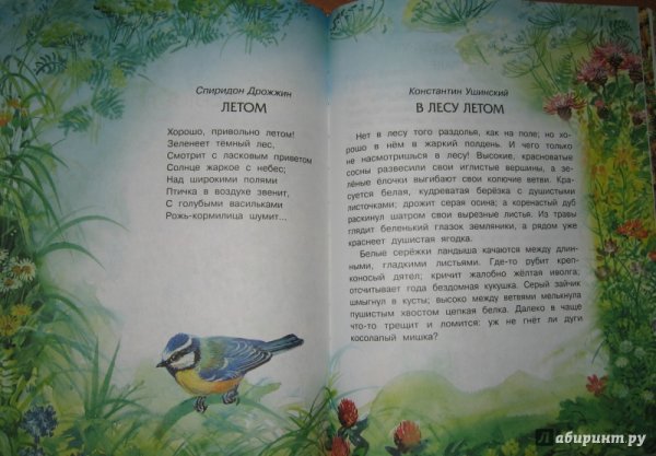 Ушинский в лесу летом