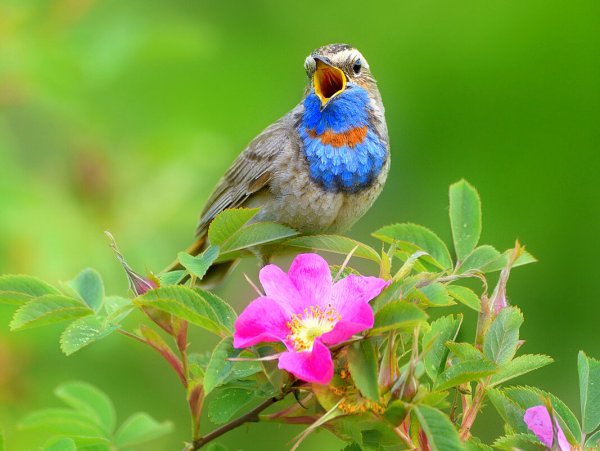 Птицы летом