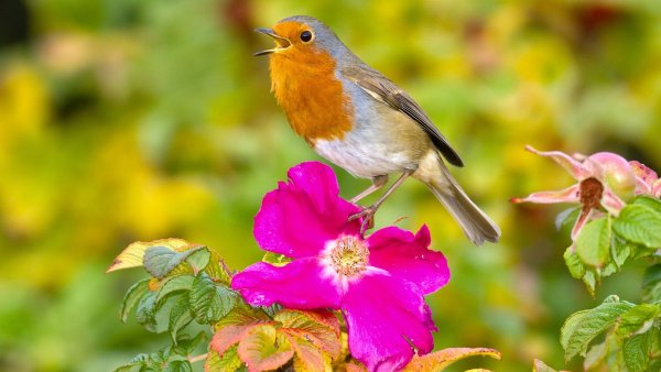 Пение зарянки (Малиновки) Орнитотерапия