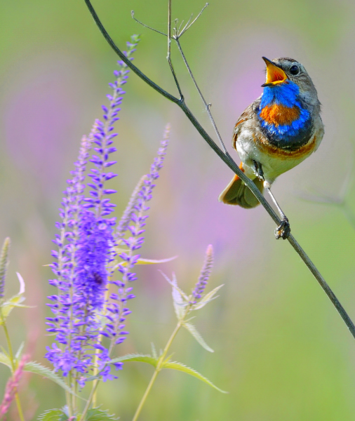 Птица варакушка пение