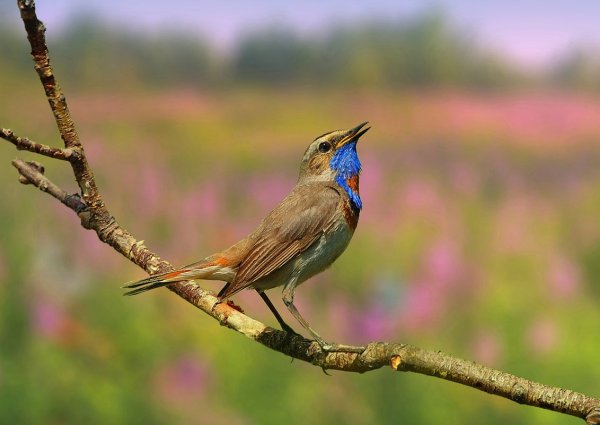 Соловей варакушка