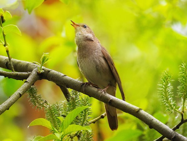 Соловей птичка певчая