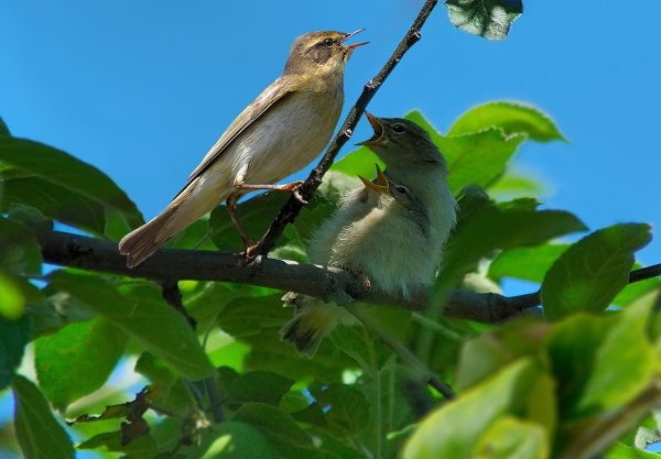 Природа птичка поет