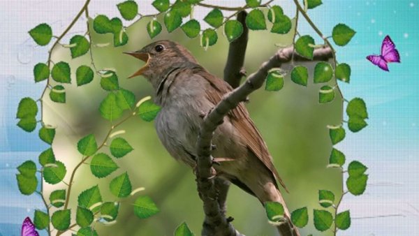 Соловьиная роща Соловей