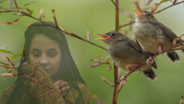 Соловей на Березе