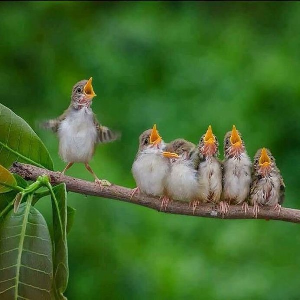 Заливистое пение птиц 5 букв