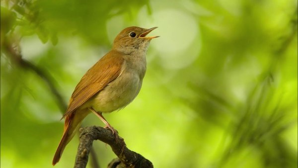 Соловей на дереве