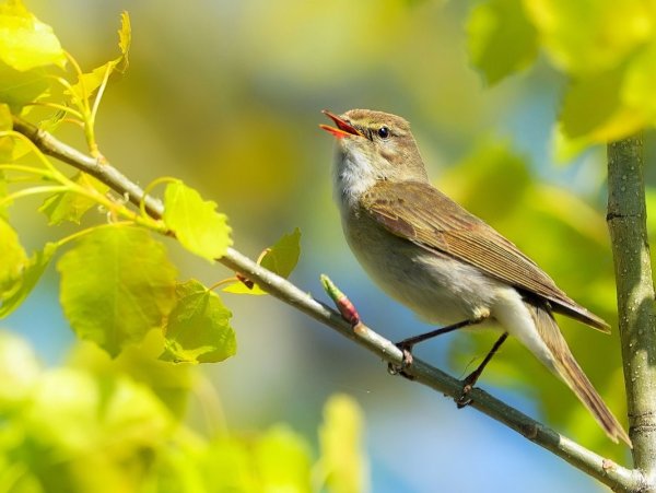Летние птицы луговые