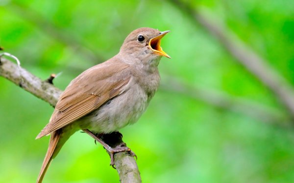 Курский Соловей