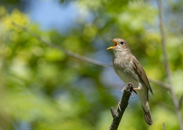 Птица на цветущей ветке