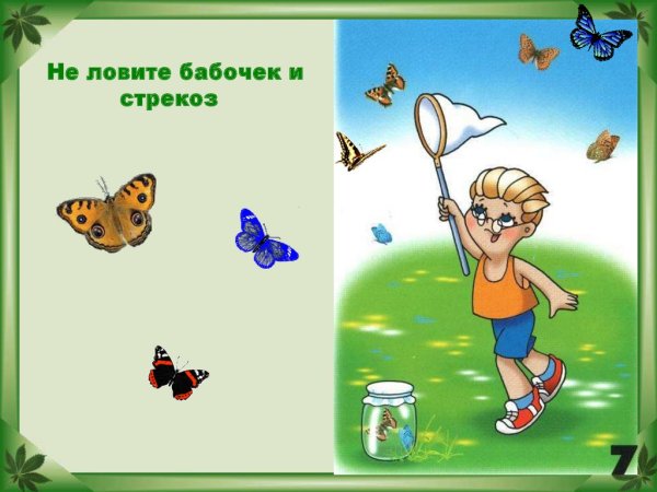 Ловлю бабочек