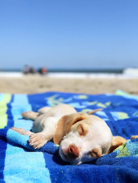 Собачка загорает