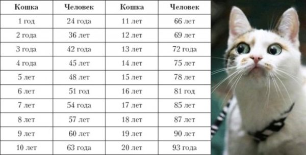 Кошачьи года