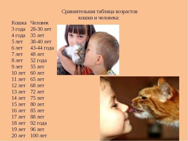 Кошачий Возраст на человеческий