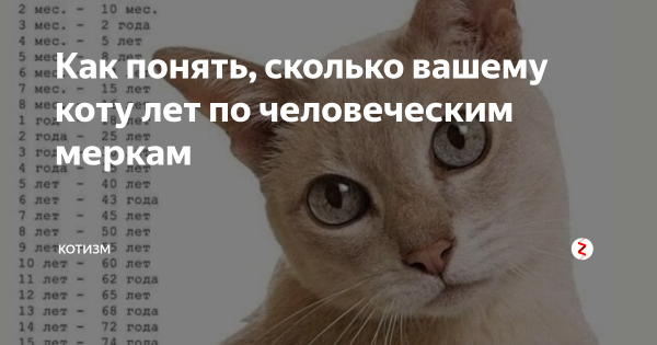 Сколько лет коту