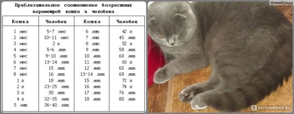 Сколько жи Васут кошки