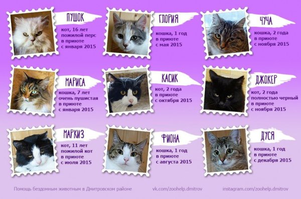 Возраст кошки по человеческим меркам таблица