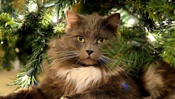 Новогодний котик