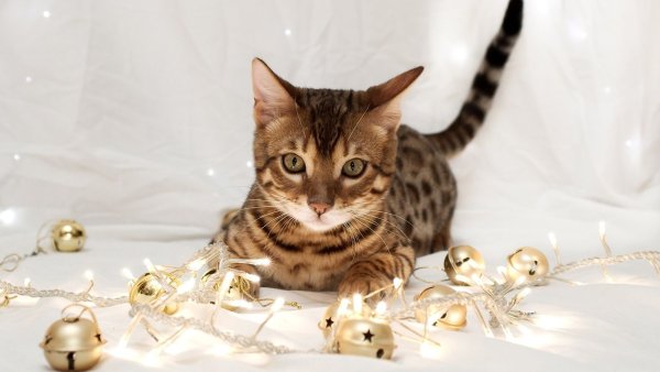 Как считать сколько лет кошке по человеческим меркам