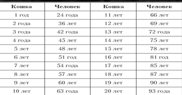 Новогодние котята