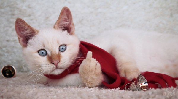 Кошка с котятами