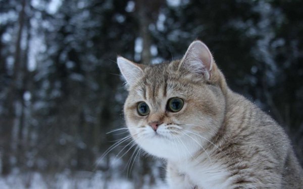 Манчкин и Мейн кун