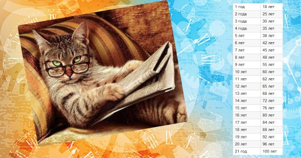 Развитие кошки