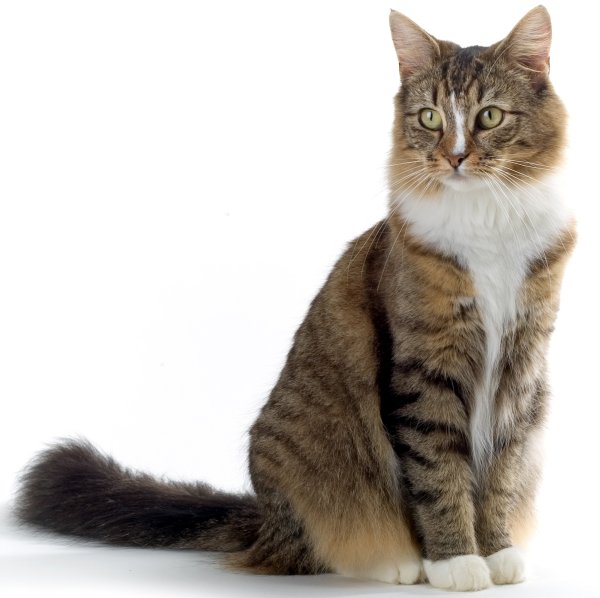 Красивые коты