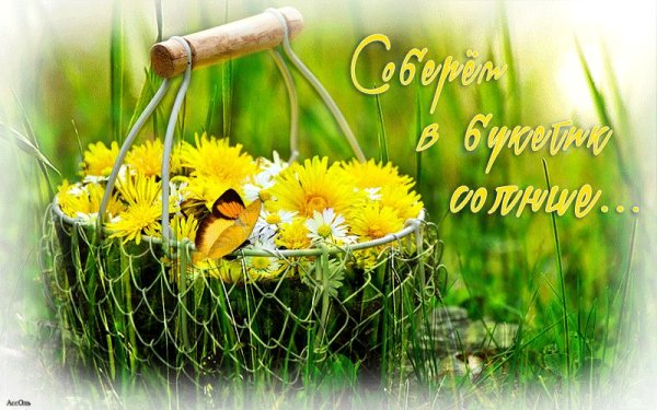 Прекрасного дня и отличного настроения с ромашками