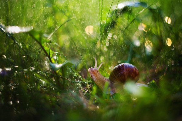 Летний дождь