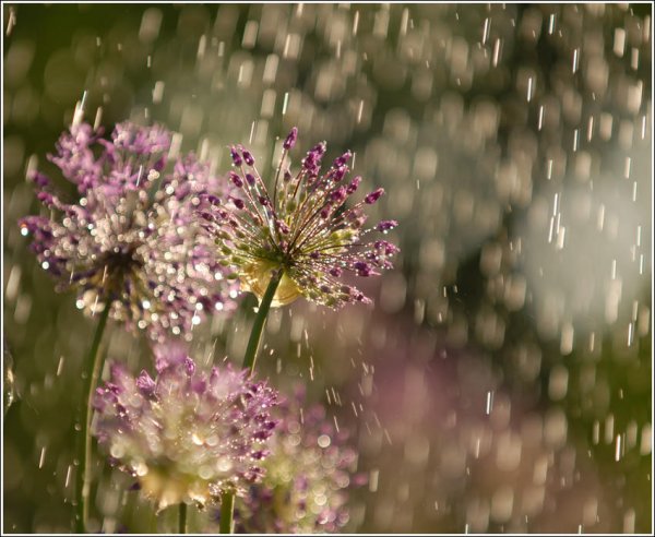 Летний дождь