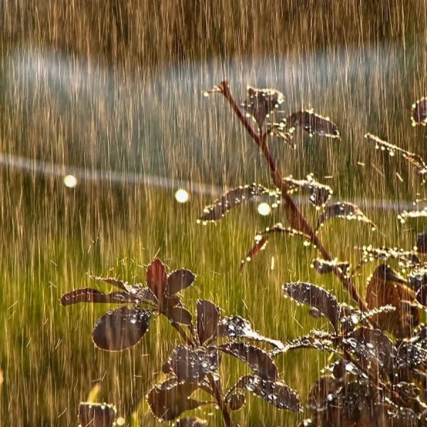 Весна дождь