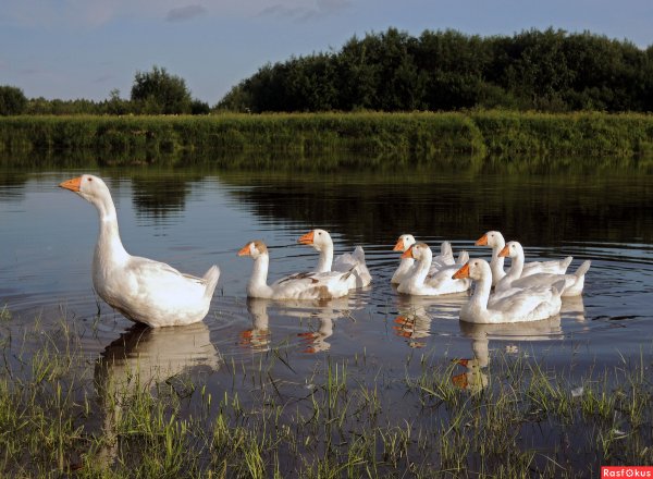 Гуси деревня лето