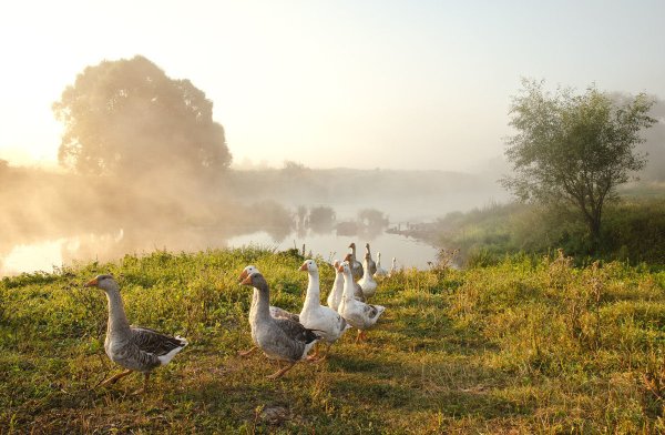 Гуси в деревне