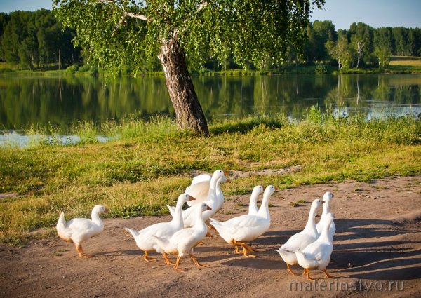 Гусь деревенский