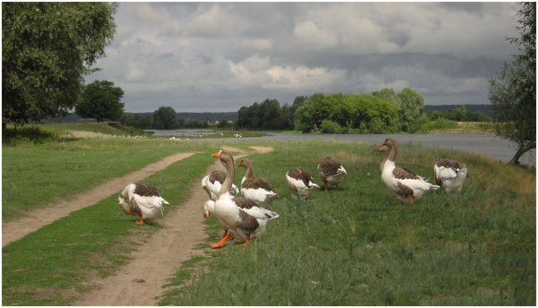 Природа деревня гуси