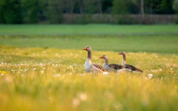 Обои на рабочий стол Гусь