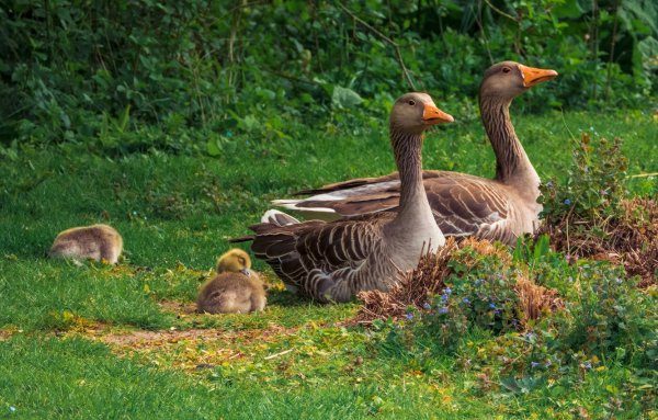 Серый Гусь птенцы
