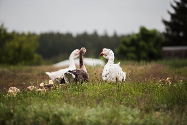 Пастух гусей