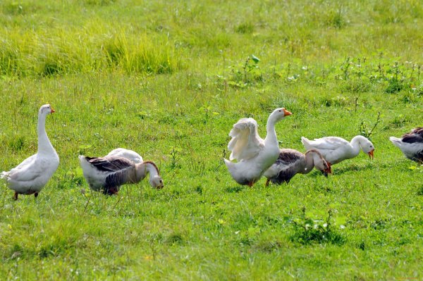 Выпас гусей
