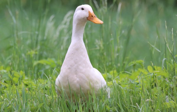 Важный Гусь