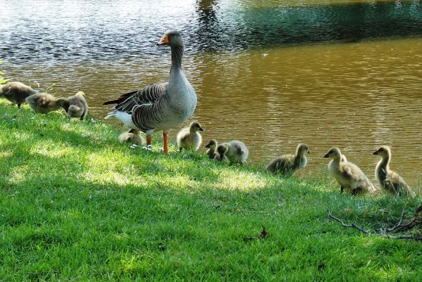 Гусята гуськом
