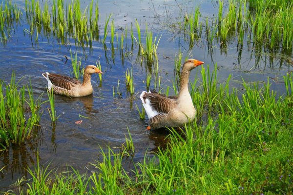 Деревня гуси река
