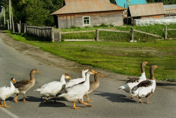 Гуси деревня лето