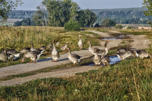 Природа деревня гуси