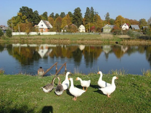 Гуси в деревне