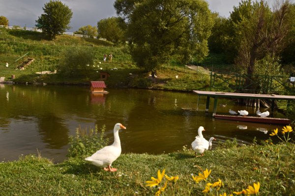 Утки в деревне