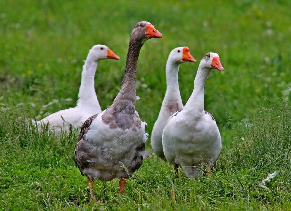Гуси пасутся
